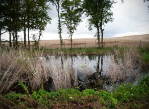 Respecter la biodiversité est l'un des enjeux du projet