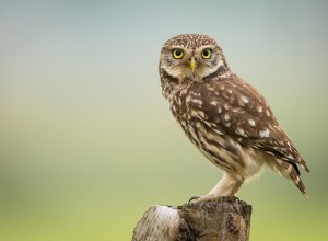 Characteristics : golden eyes, small size equivalent to a blackbird