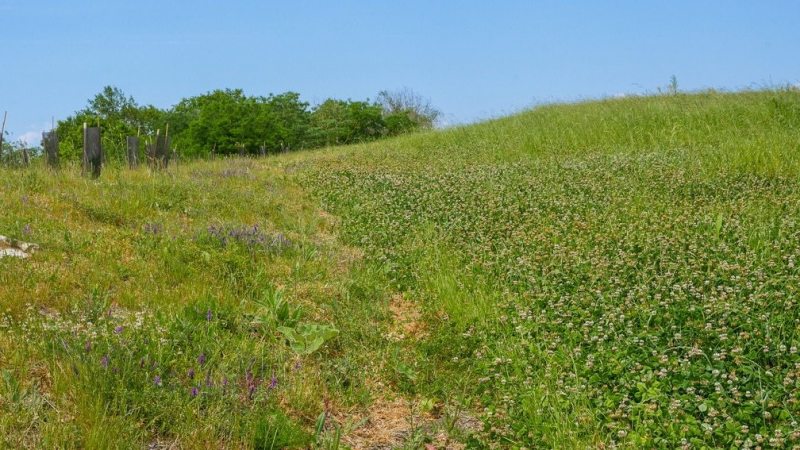 The circular economy of excavated soil at the heart of the transformation of this neglected land