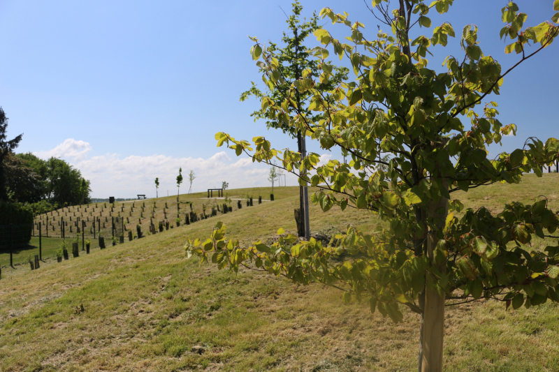 Parc de la Plaine, a municipal park for strolling