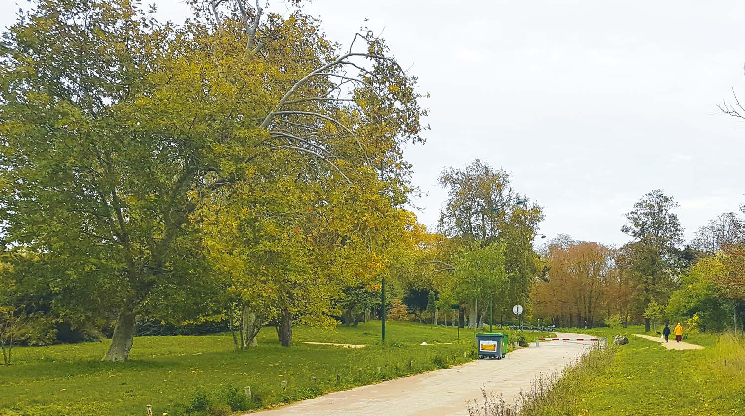 Fertile substrate in the Bois de Vincennes