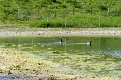 20220521 - Clichy-sous-Bois - Fausse Maussoin ©Pierre Charlier (91)