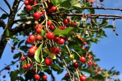 CHERRY TREES