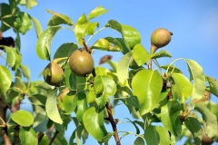 PEAR TREES