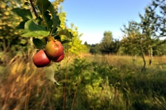 des pommiers de variétés anciennes