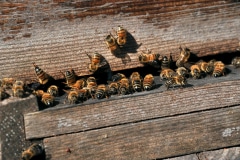 80 000 abeilles se retrouvent chaque année à la haute saison