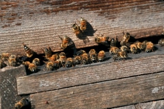 80,000 BEES MEET UP EVERY YEAR IN HIGH SEASON