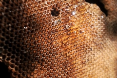 Les abeilles produisent le miel "Toutes Fleurs" sur le site de Villeneuve.