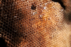 BEES PRODUCE "TOUTES FLEURS" (ALL FLOWERS) HONEY ON THE VILLENEUVE SITE.