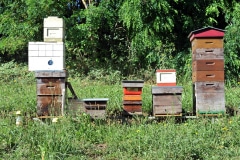 3 ruches supplémentaires mises en place en 2019, soit 15 000 abeilles supplémentaires