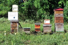  3 MORE BEEHIVES IN 2019, WHICH MEANS 15,000 MORE BEES