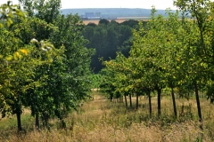 THE SITE IS HOME TO AN 11-ACRE ORCHARD