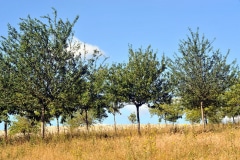 Plus de 450 types d'arbres fruitiers sont présents