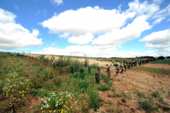 THE SITE INCLUDES AN AREA OF IDEAL HABITAT FOR THE STONE CURLEW