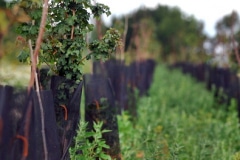 THIS AREA IS SURROUNDED BY A HEDGE MADE UP OF 600 HORNBEAMS, FIELD MAPLES AND HAZELS