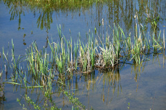 Pérénisation de la petite flore