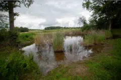 Août - Site ECT/SAFER - Grisy-Suisnes (77) - Remise en état des marres