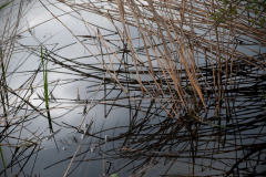 Sur le site  de Grisy-Suisnes dont le foncier appartient à la SAFER