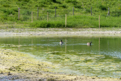 Une zone de biodiversité avec sa mare