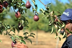 Une autre variété de poire William rouge