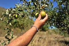 Récolte des pommes golden