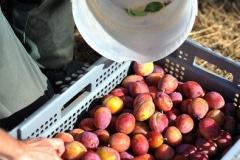 Une belle récolte de prunes victoria