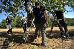 Sous un magnifique soleil d'été, l'association Equalis procède à la récolte des fruits du verger