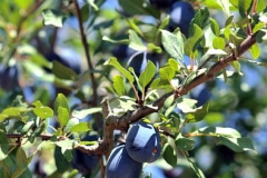 Enfin de Quetsche, variété de petites prunes