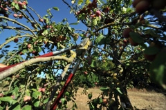 Grâce au travail minutieux de la taille des arbres, effectué par le chantier d'insertion Equalis, qu'une aussi belle récolte est possible.