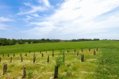 9 200 arbres plantés pour favoriser la faune et la flore locale