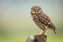 Caractéristique : yeux dorés, une petite taille équivalent à un merle