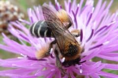 Mai | Préservons toutes les abeilles !