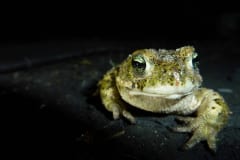 Mai | Journée mondiale des espèces menacées, notre engagement pour la biodiversité dite "ordinaire"