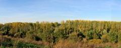 Vue boisée du Parc Vue boisée du Parc
