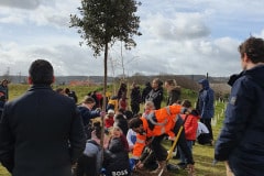 Plantation de deux arbres remarquables