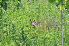 A fawn enjoying a walk on a protection bund at Moussy-le-Neuf (Seine-et-Marne)