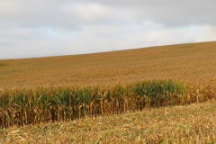 Réhabilitation agricole du site de Louvres