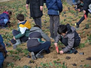 Au programme des plantations