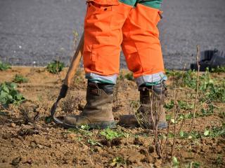 Les équipes des espaces verts ont préparé les Iris