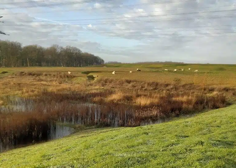 2023 - Roissy-en-Brie - Zone écologique