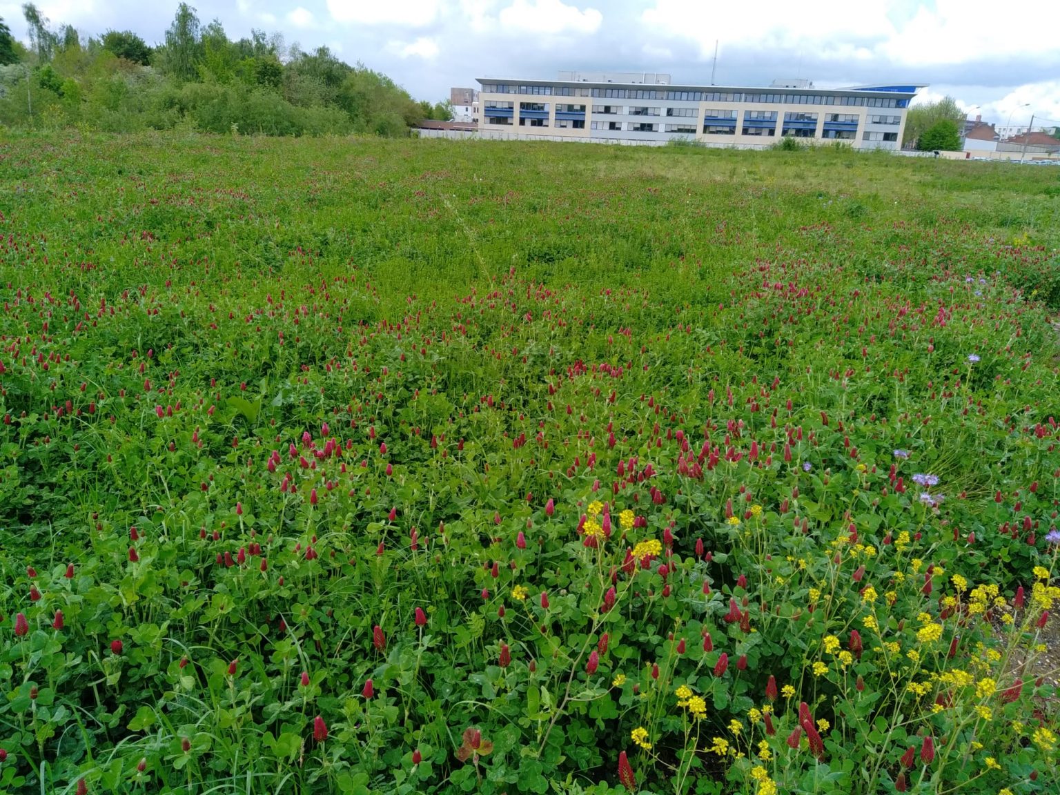 Forêt de Lens, prairie sauvage - Lens forest, wild meadow