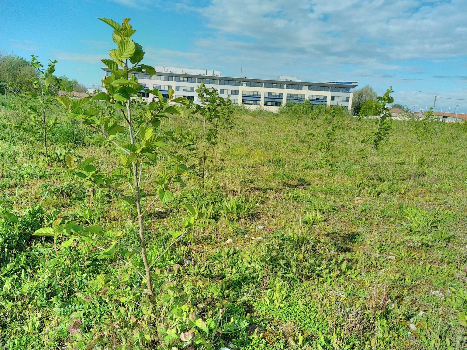 Forêt de Lens, croissance des arbres en cours - Lens forest, tree growth in progress