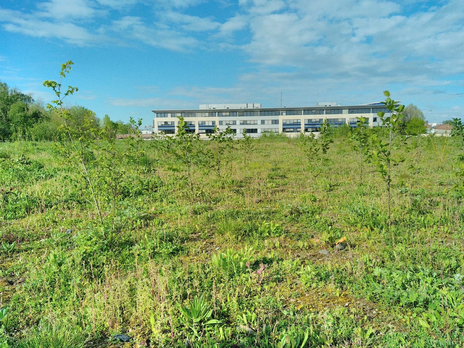 Forêt de Lens, croissance des arbres en cours - Lens forest, tree growth in progress