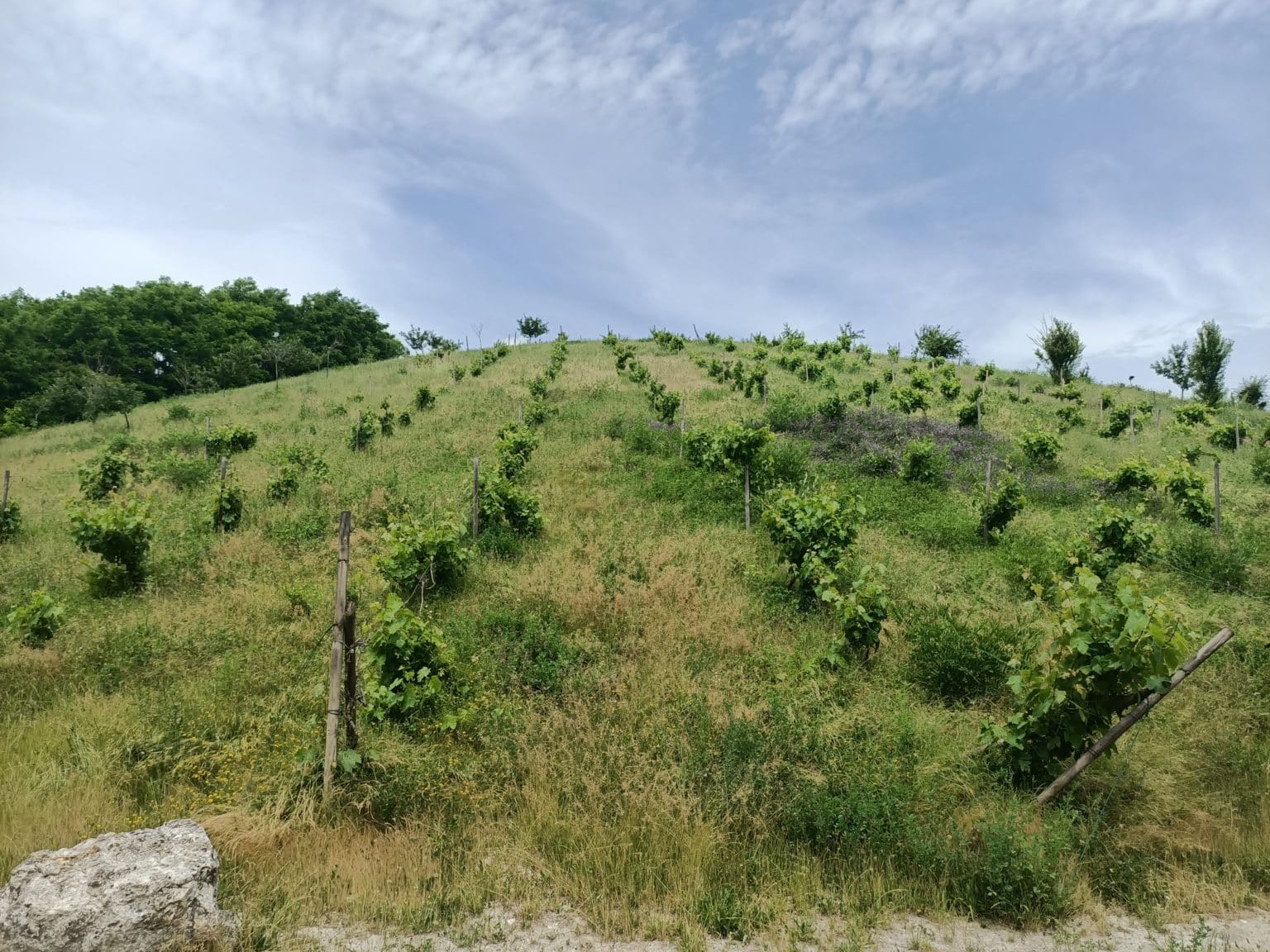 20210617-Parc Papillon de la Prée - chemin et talus végétalisés © ECT (4)