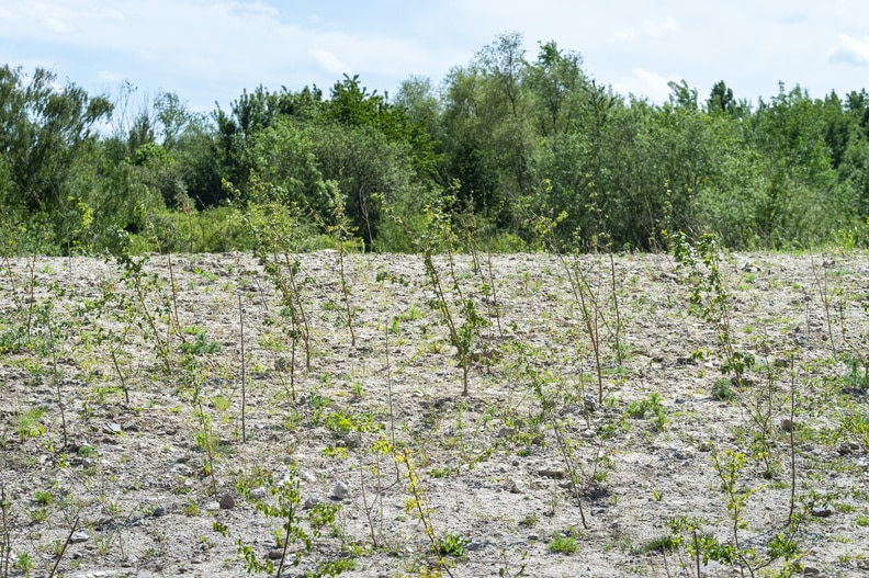 ECT - création d'une foret urbaine à Lens