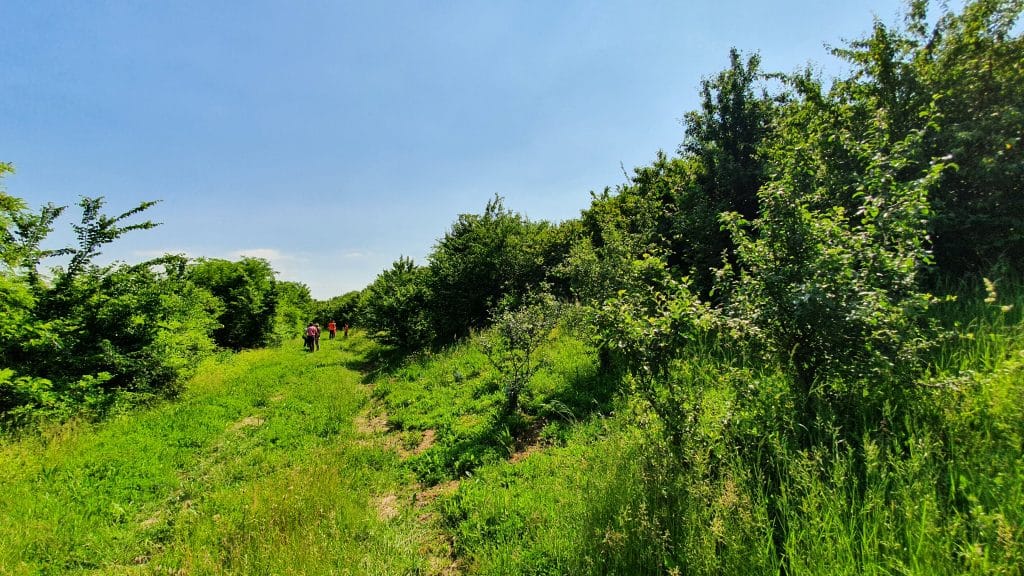 Site ECT à Annet-sur-Marne : parties renaturées Oasis Nature