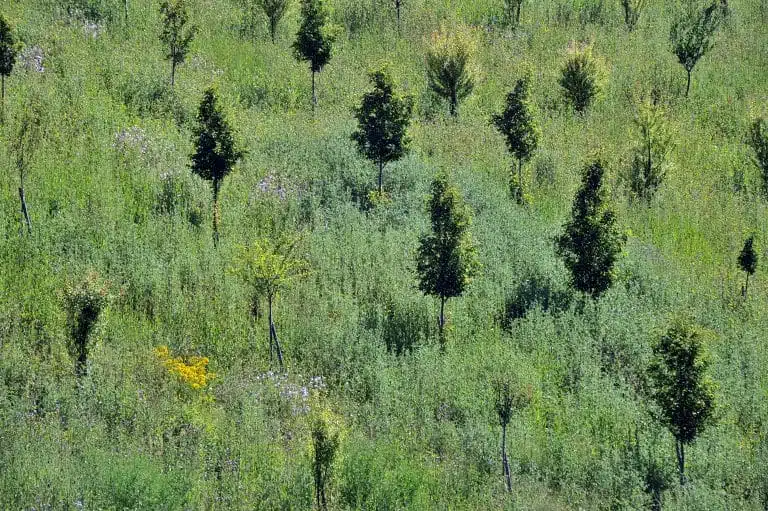 site Andilly (95) reboisement