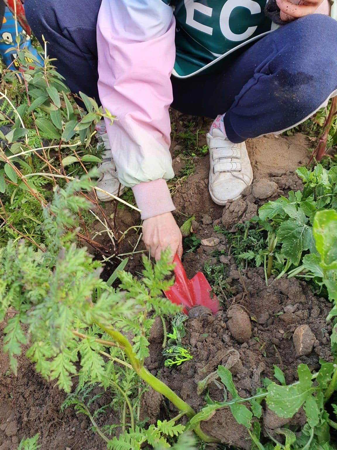 Site ECT Porcheville (78) , aménagement, plantation du site avec les écoles partenaires