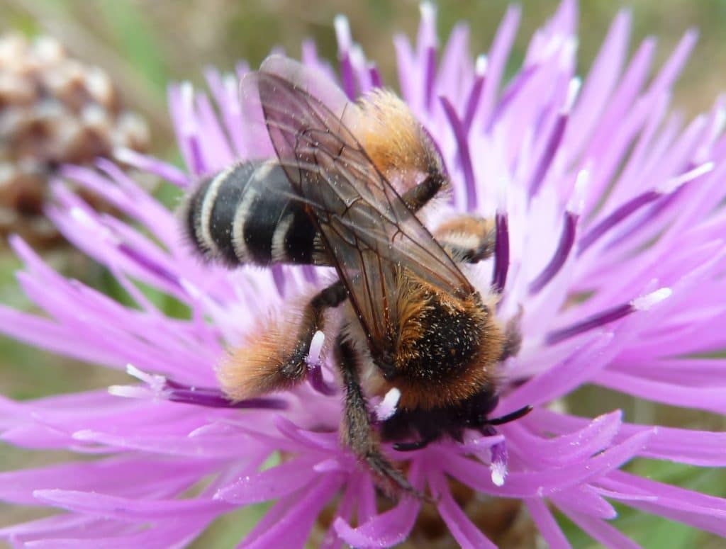 abeilles sauvage, à préserver