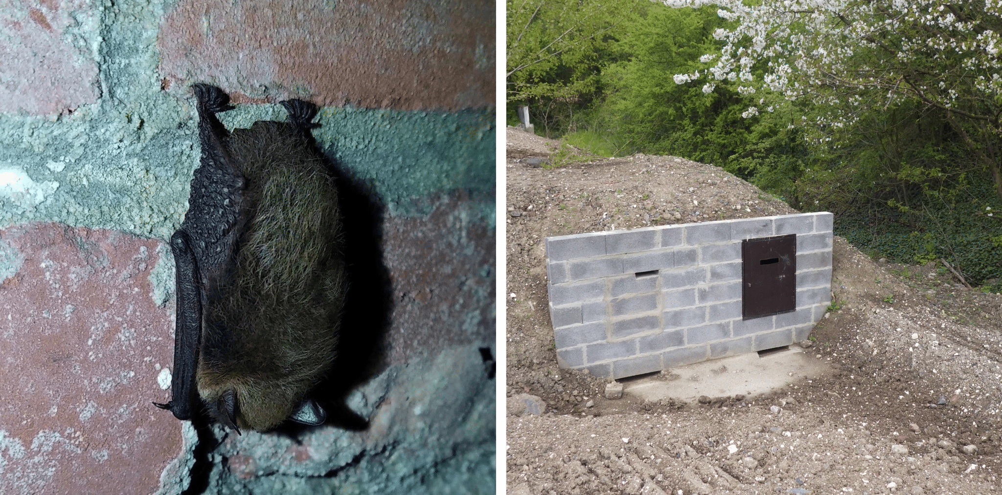 Chauve-souris et habitat pour pour la chauve-souris à Loison-sous-Lens